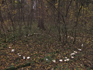 Hexenring im Wald - von This image was created by user Sporulator at Mushroom Observer, a source for mycological images.You can contact this user here. [CC-BY-SA-3.0 (http://creativecommons.org/licenses/by-sa/3.0)], via Wikimedia Commons